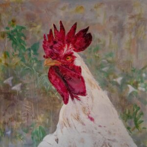 Gallo Cogote Pelao