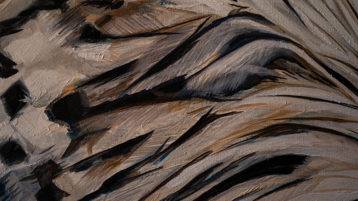 Gallo I - Imagen 3